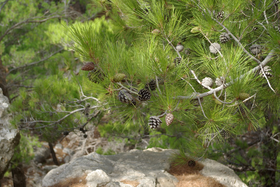 13b-Pinus-brutia.jpg