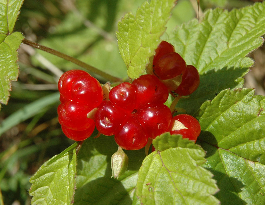 Rubus_saxatilis_6.jpg