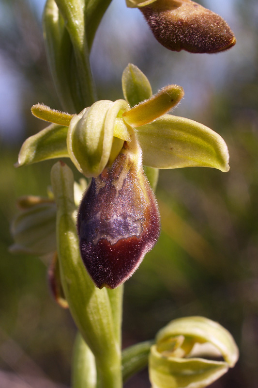 Ophrys   La Mortola (IM) 16-03-08.jpg