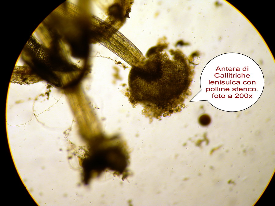 Antera di Callitriche con polline sferico - ingrandimento a 200X {F 4637}