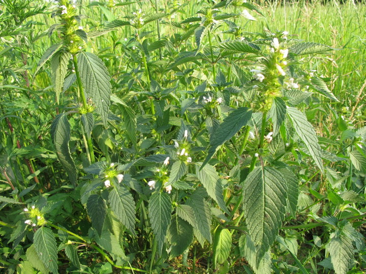 Lamium_album_L. - Lamiaceae - Falsa ortica bianca  (26).JPG