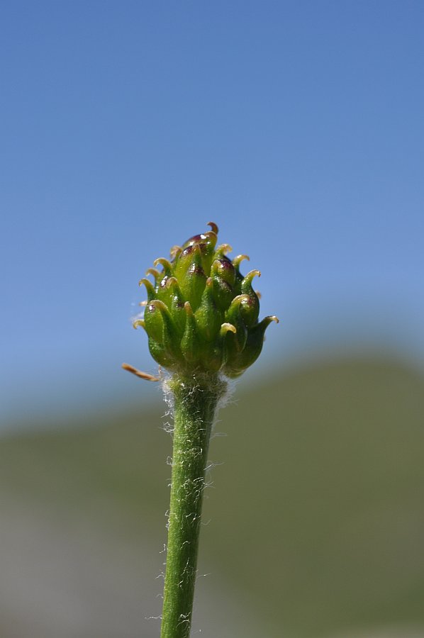 Ranunculus kuepferi kuepferi53 saline giugno 2011.jpg