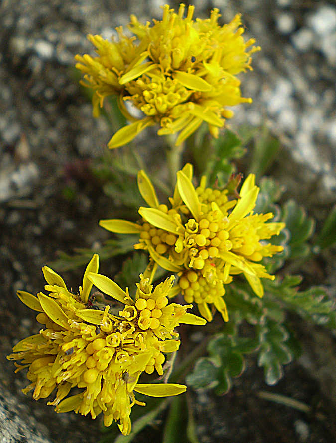 P8090127 Jacobaea incana (L.) Veldk. subsp. carniolica (Willd.) B. Nord. & Greuter.JPG