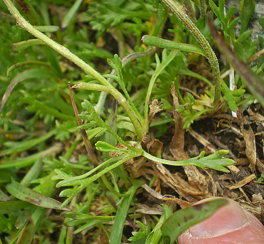 P8090138 Leucanthemopsis alpina .JPG