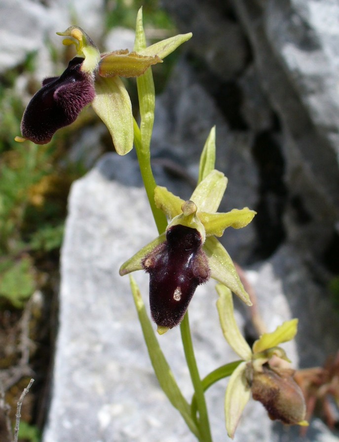 orchis bertolonii.JPG