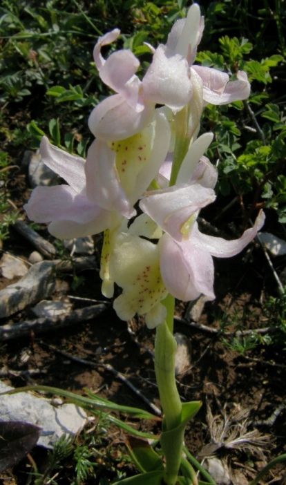 orchis rosa.JPG