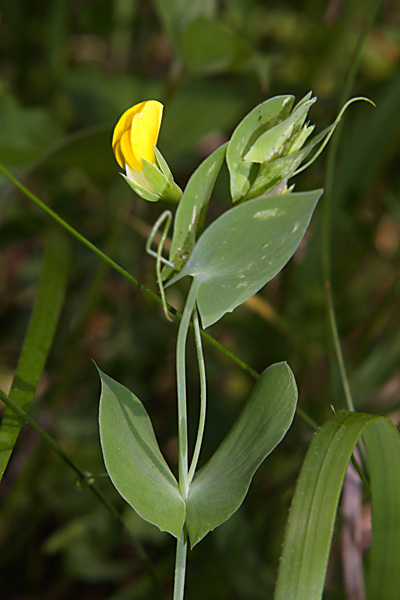 Lathyrus aphaca subsp. aphaca L.    ..jpg