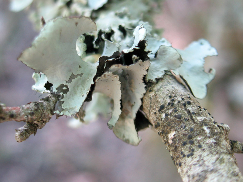 Lichene-2b.jpg