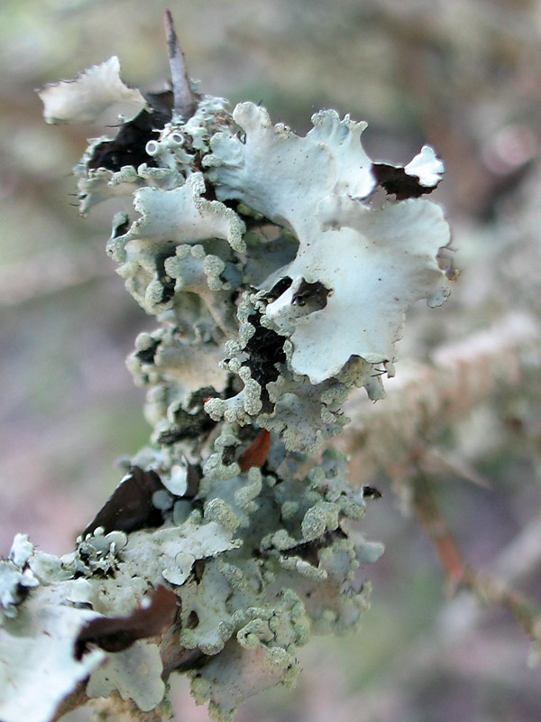 Lichene-2c.jpg