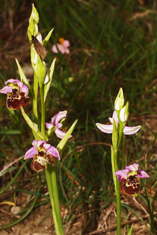 Ophrys fuciflora (F.W. Schmidt) Moench1.jpg
