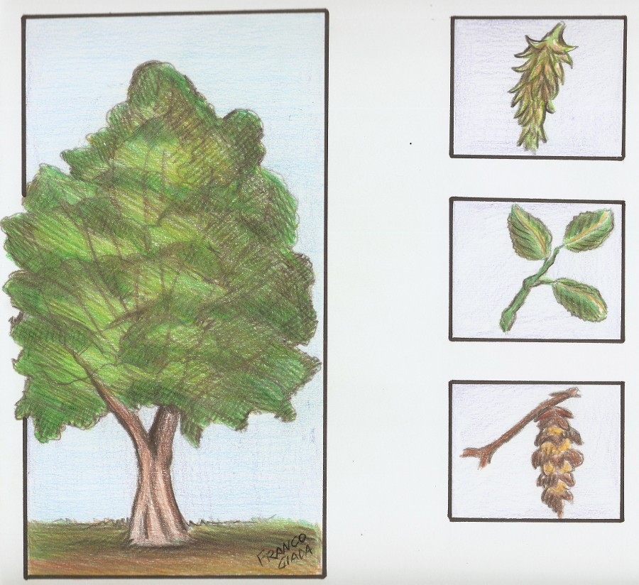 Carpinus betulus.jpg