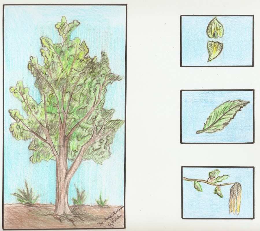 Ostrya carpiniifolia.jpg