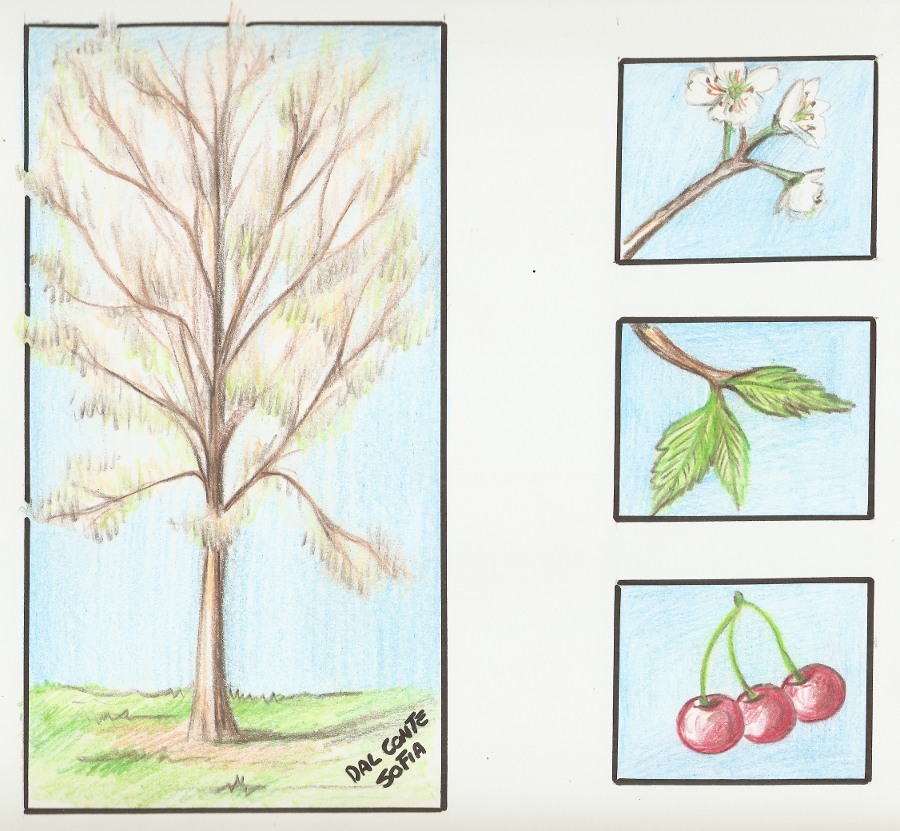 Prunus avium.jpg