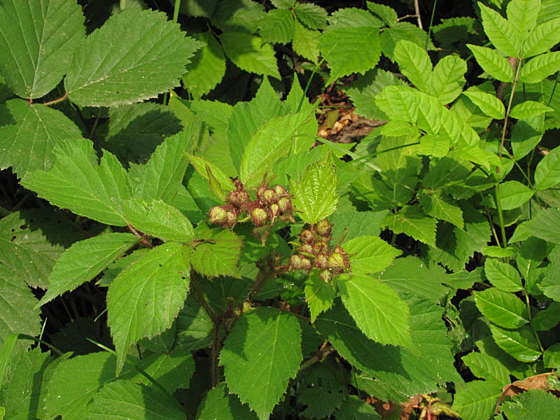 Rubus hirtus (group)