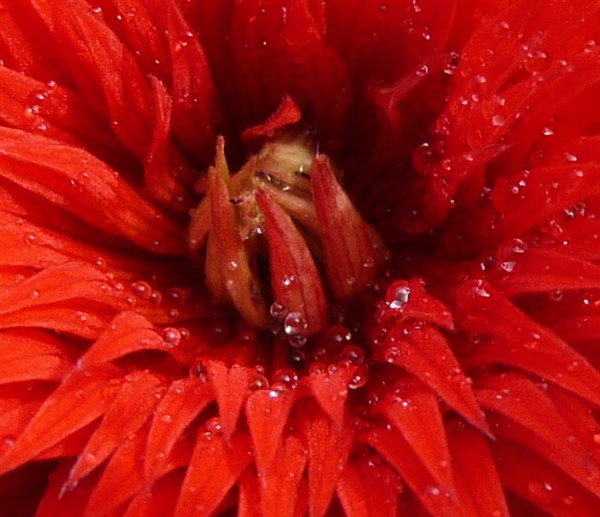 anemone pavonina stbrice11P1070581-001.JPG