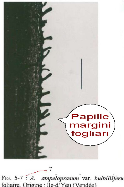 Francia studio A. ampeloprasum var. bulbiliiferum fig. 7 margini fogliari.jpg