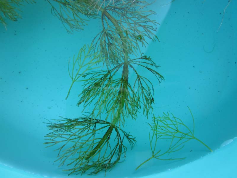 Ceratophyllum submersum L. 8460.jpg
