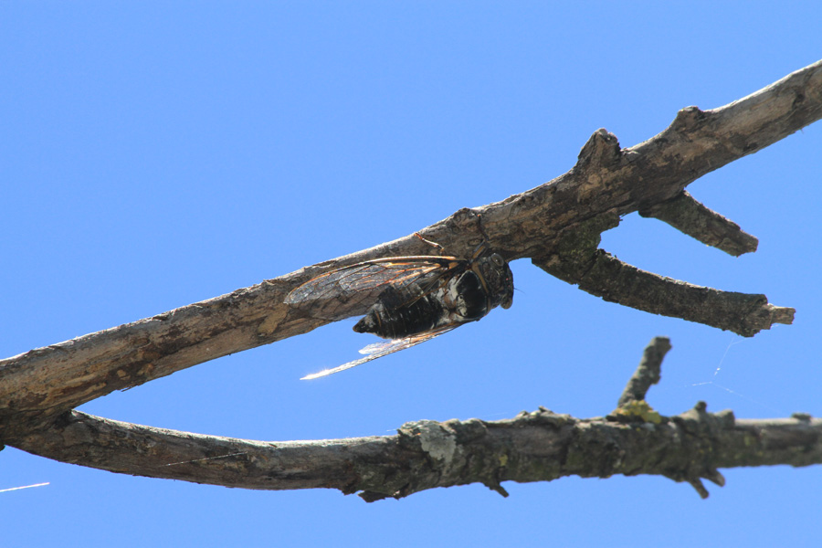 Cicada orni IMG_6711.jpg