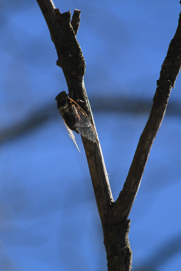 Cicada orni IMG_6712.jpg