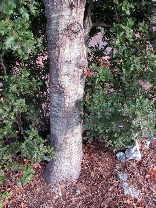 Quercus caroppoi Medagli (1)-001.JPG