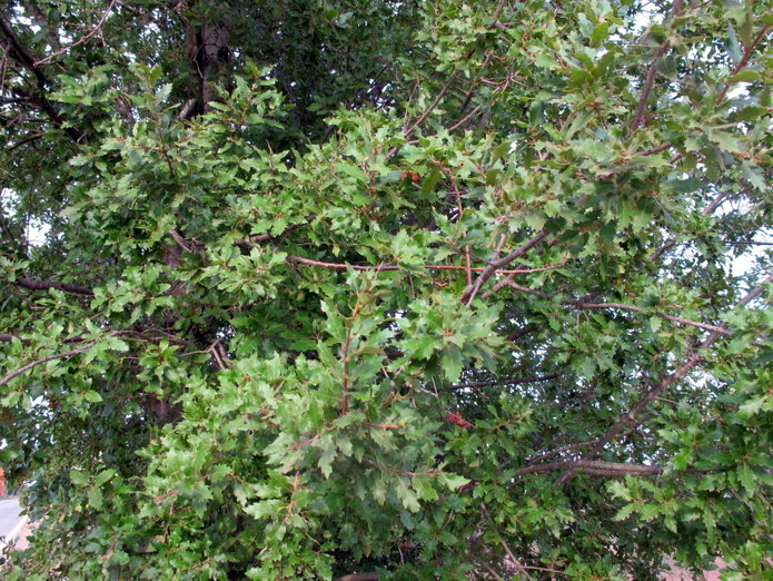 Quercus caroppoi Medagli (3).JPG