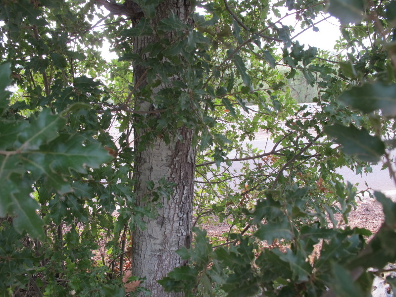 Quercus caroppoi Medagli (4).JPG