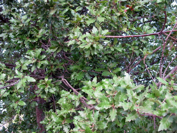 Quercus caroppoi Medagli (6)-001.JPG