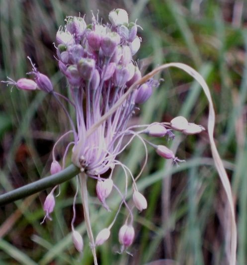 Allium coloratum Spreng.JPG
