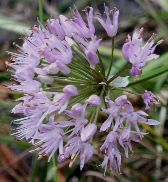 Allium lusitanicum Lam..JPG