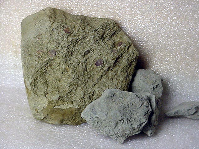 Scaglie di argilla con micro fossili