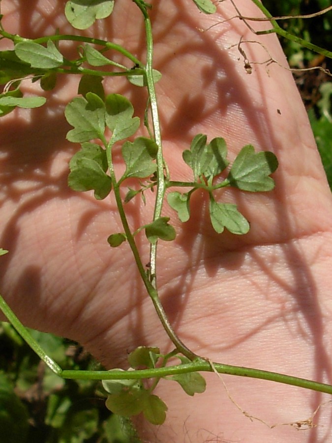 Cardamine flexuosa subsp. debilis (4).JPG