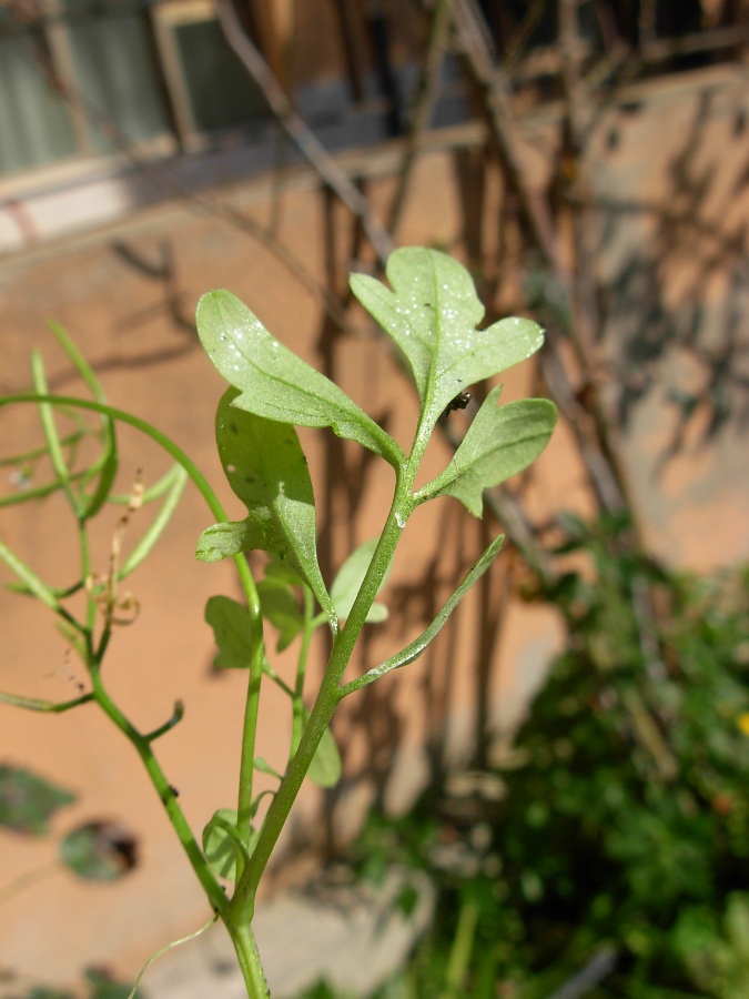Cardamine flexuosa subsp. debilis (6).JPG