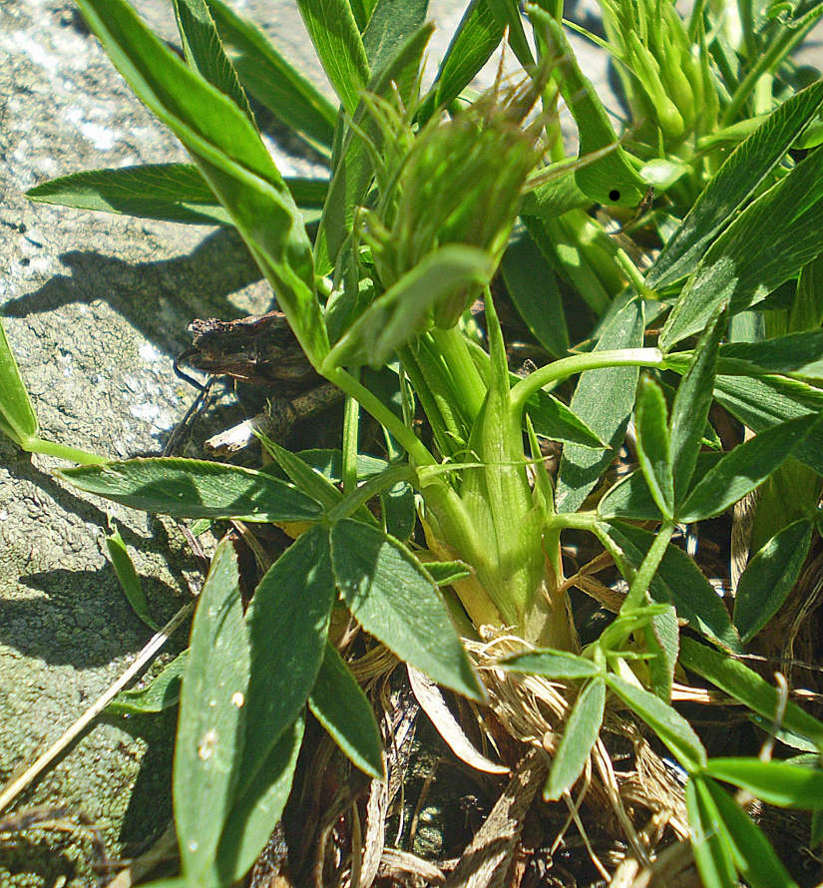 Trifolium_alpinum_32448_153166.jpg