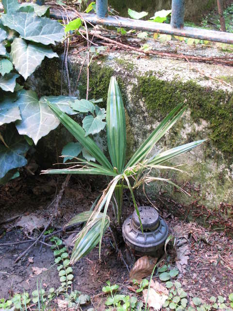 Trachycarpus fortunei (Hook.) H. Wendl. - plantula (Foto di Vittorio Bica, luglio 2014)