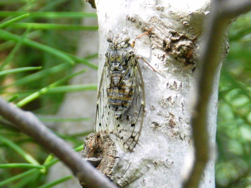 Cicada orni.jpg