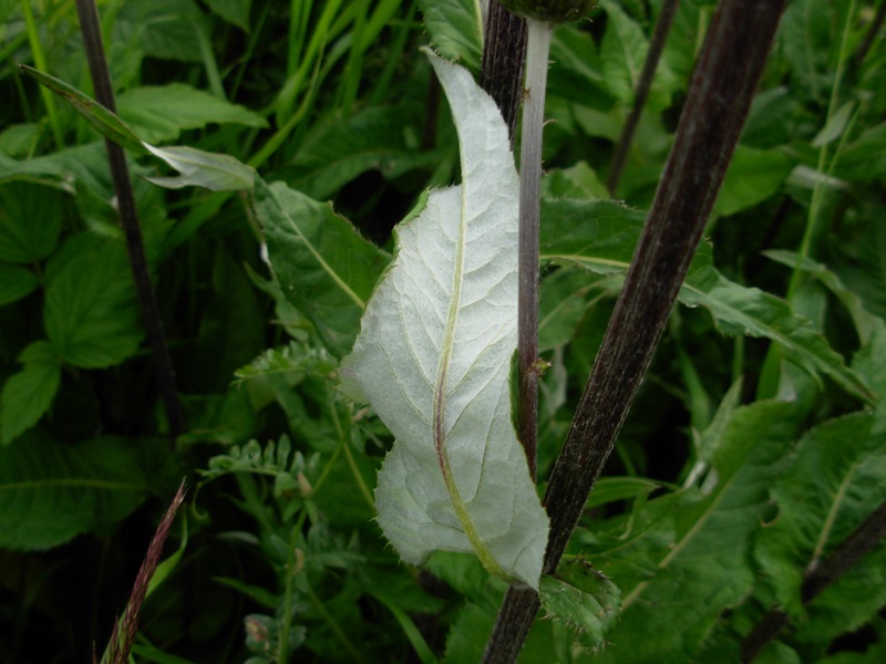 Cirsium heterophyllum (L.) Hill-Cardo tagliente-06-07-14-10.08.45.jpg