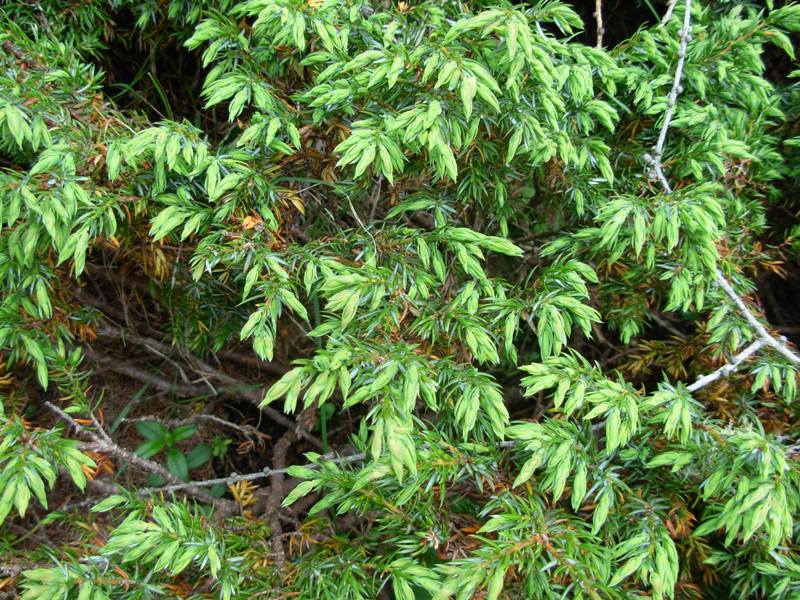 Juniperus communis L.-Ginepro comune-06-07-14- 13.11.54.jpg