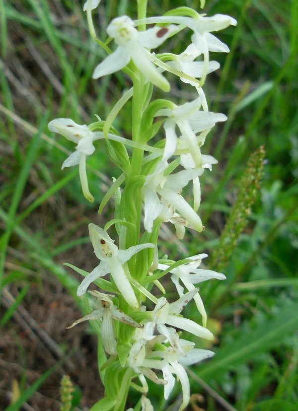 Platanthera bifolia (L.) Rich. (Nome corretto)