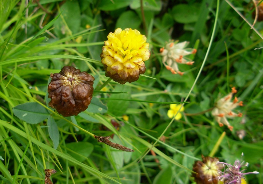 Trifolium badium Schreb. -06-07-14-10.56.22.jpg