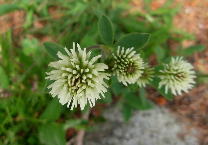 Trifolium ochroleucon Huds.- Trifoglio bianco-giallo- 06-07-14-301.JPG