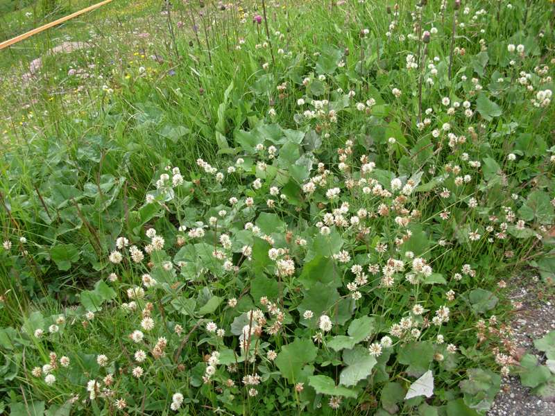 Trifolium ochroleucon Huds.- Trifoglio bianco-giallo- 06-07-14-334.JPG