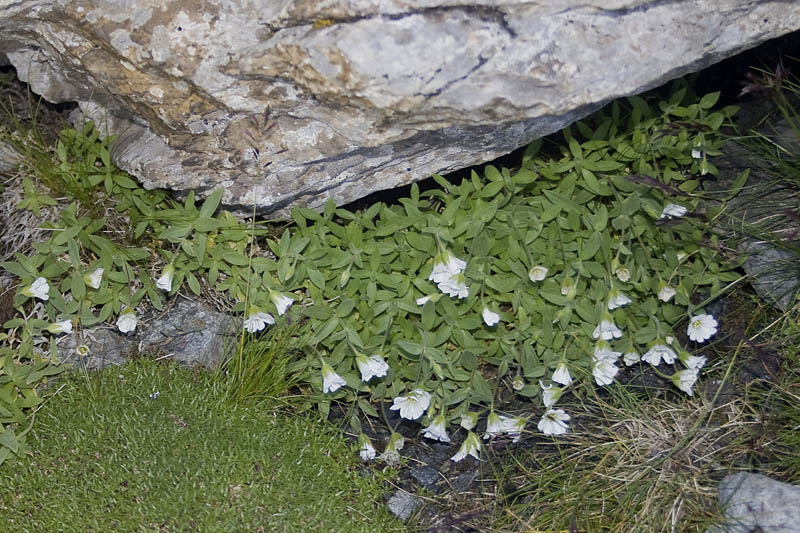 w26Cerastium latifolium L. Colle dell'Agnello 21-08-14.jpg