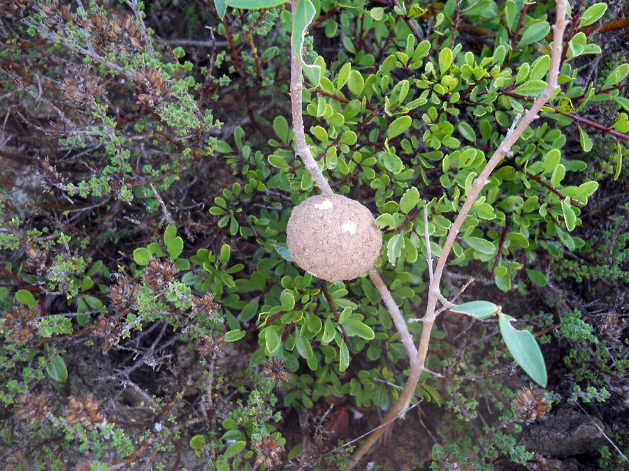 Nido di  Megachile sicula  a forma di palla.