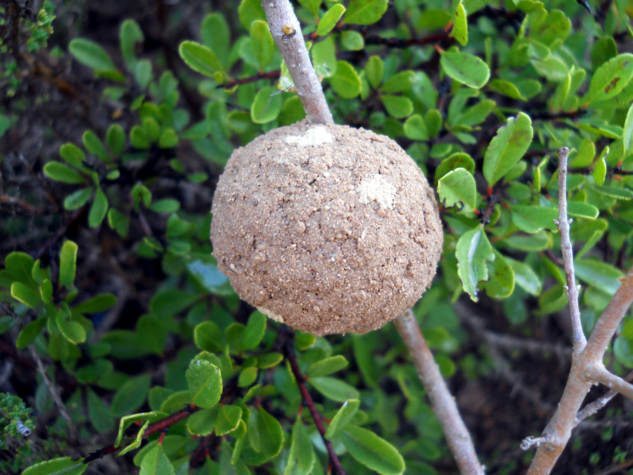 Nido di  Megachile sicula  a forma di palla.