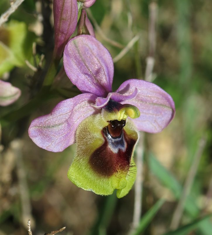 Ophrys tenthredinifera (syn. O. grandiflora)
