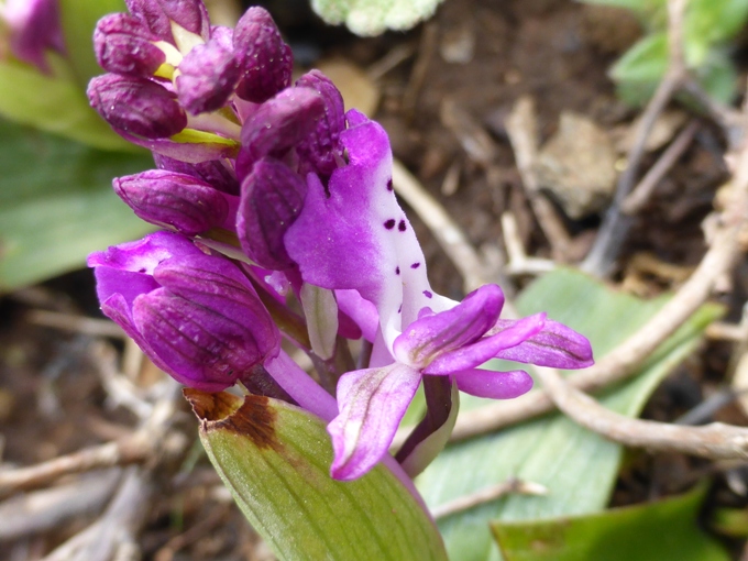 Orchis anatolica Boiss. (e).jpg