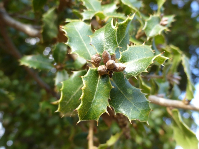 Quercus coccifera L. (d).jpg
