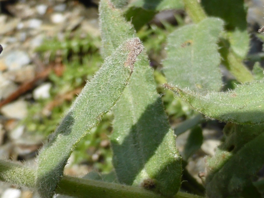 Anchusa undulata (d).jpg