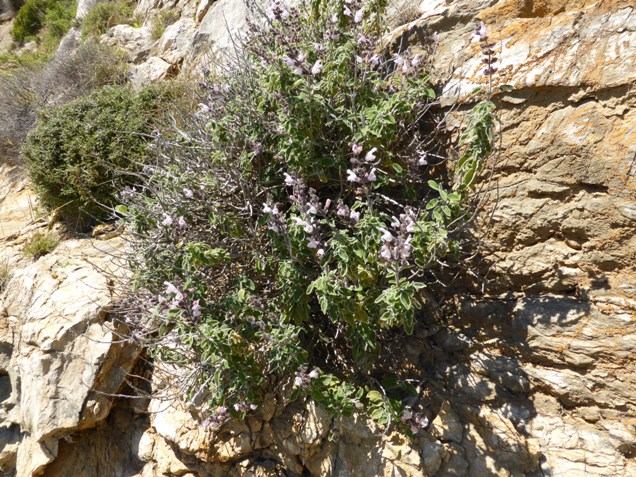 Salvia fruticosa Mill. (b).jpg