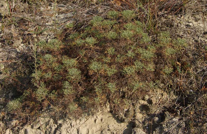 1 Artemisia alba Turra  070.jpg